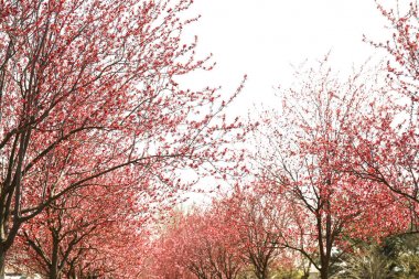 Bahar gününde güzel çiçek açan ağaçlar
