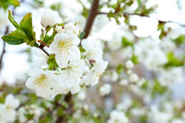Güzel çiçek açması ağaç dalı açık havada