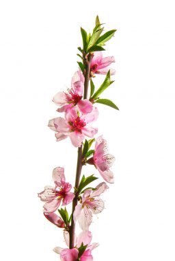 Beyaz arkaplanda çiçek açan güzel bir dal