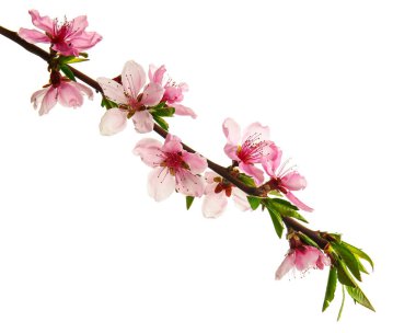 Beyaz arkaplanda çiçek açan güzel bir dal