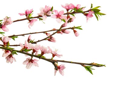 Beyaz arka planda çiçek açan güzel dallar