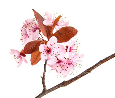 Beyaz arkaplanda çiçek açan güzel bir dal