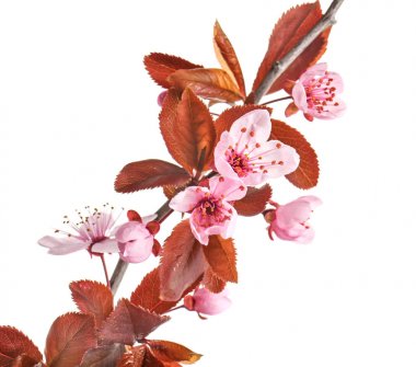 Beyaz arkaplanda çiçek açan güzel bir dal