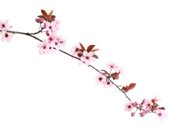 Beyaz arkaplanda çiçek açan güzel bir dal