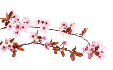 Beyaz arka planda çiçek açan güzel dallar