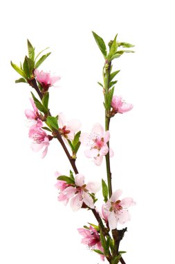 Beyaz arka planda çiçek açan güzel dallar