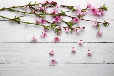 Beyaz ahşap arka planda çiçek açan güzel dallar.
