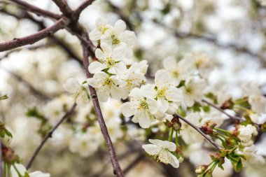 Güzel çiçek açması ağaç dalı açık havada