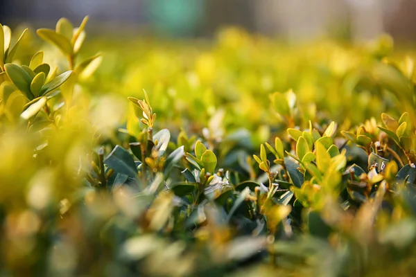 屋外の新鮮な緑の葉を持つブッシュ、クローズアップ — ストック写真