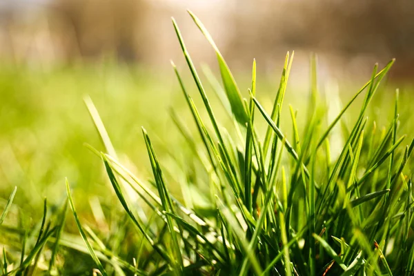 Growing green grass on meadow, closeup — Stock Photo, Image