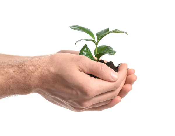 Male hands with young plant on white background — Stock Photo, Image