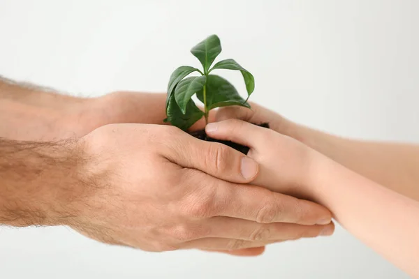 Hands of man and child with young plant on light background — Stock Photo, Image