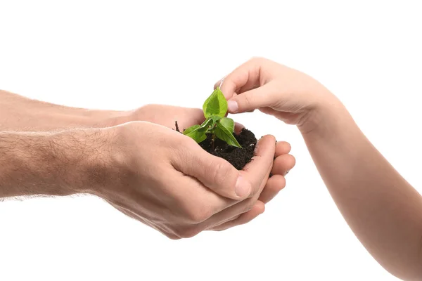 Mãos de homem e criança com planta jovem no fundo branco — Fotografia de Stock