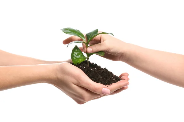 Hands of woman and child with young plant on white background — Stock Photo, Image