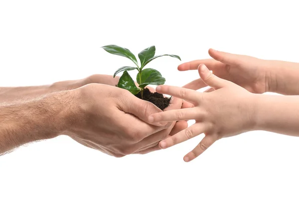 Hands of man and child with young plant on white background — Stock Photo, Image