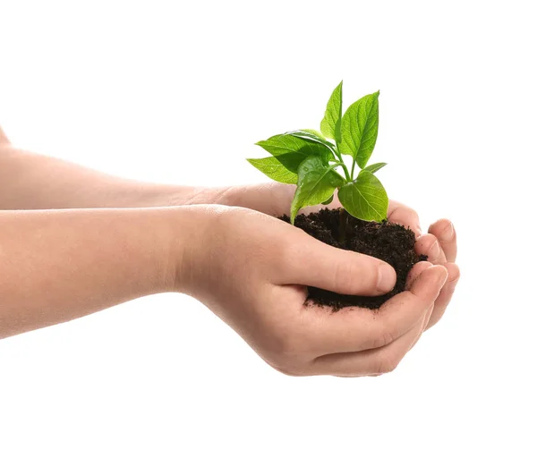 Hands of child with young plant on white background — Stock Photo, Image