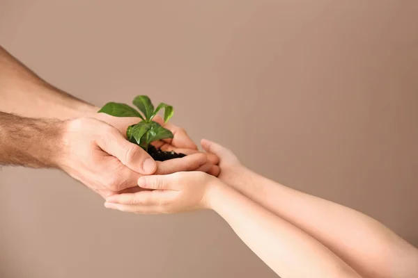 Hands of man and child with young plant on color background — Stock Photo, Image