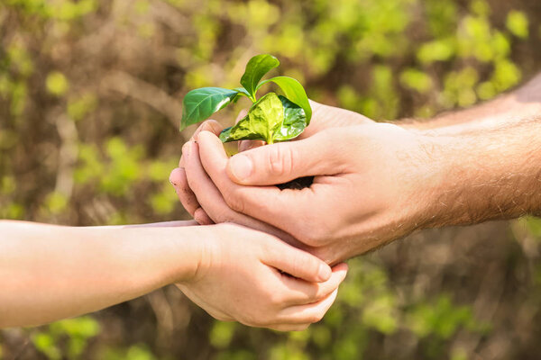 Hands of man and child with young plant outdoors