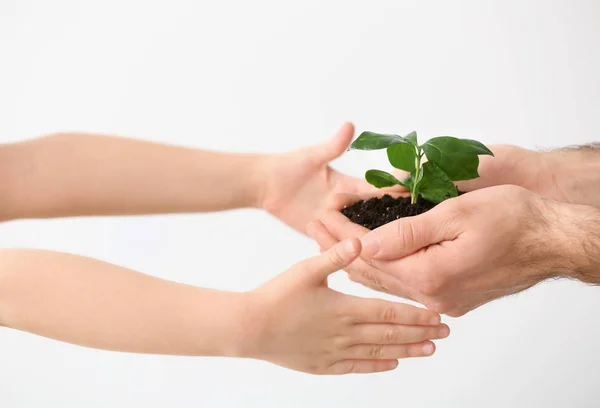 Hands of man and child with young plant on light background — Stock Photo, Image