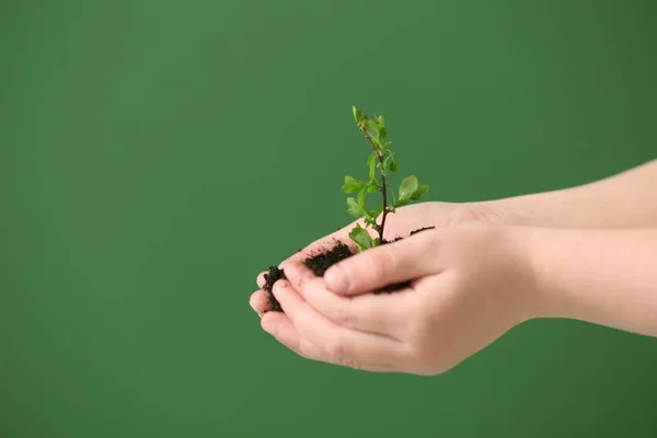 Hands of child with young plant on color background — Stock Photo, Image