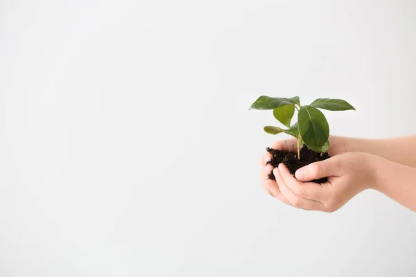 Hands of child with young plant on light background — Stock Photo, Image