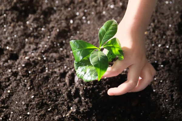 Child planting seedling in soil