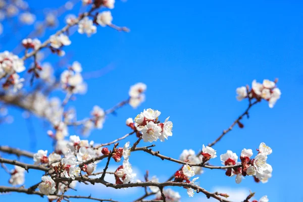 Hermosas ramas de árboles en flor sobre el fondo del cielo —  Fotos de Stock