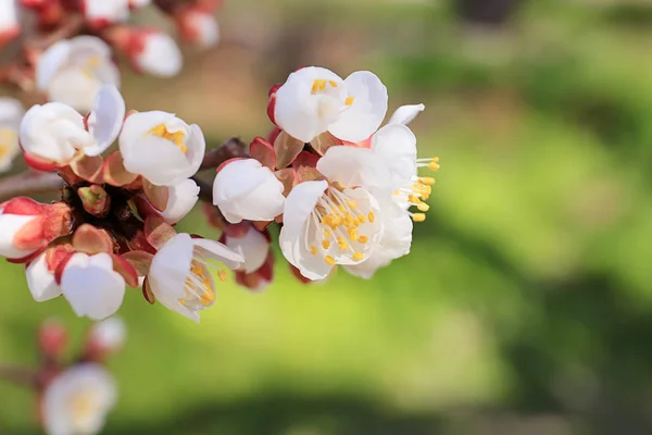 Belo ramo de árvore florescente ao ar livre — Fotografia de Stock