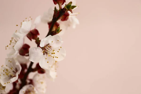 Beautiful blossoming branches on light background, closeup — Stock Photo, Image