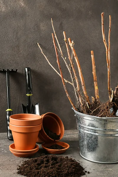 Bucket with tree seedlings, pots and soil on table — Stock Photo, Image