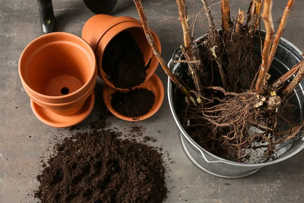 Bucket with tree seedlings, pots and soil on table — Stock Photo, Image