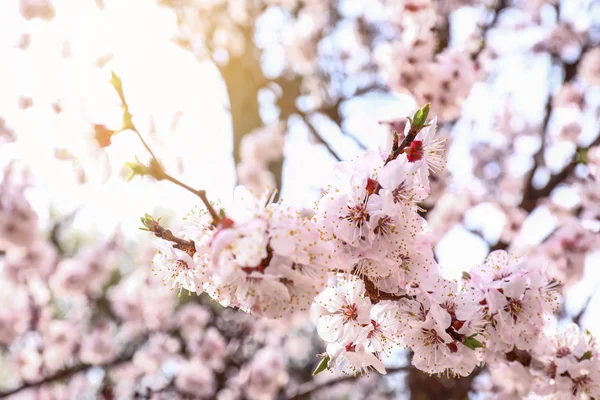 美しい開花枝屋外 — ストック写真