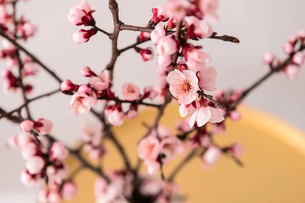 Beautiful blossoming branches, closeup — Stock Photo, Image