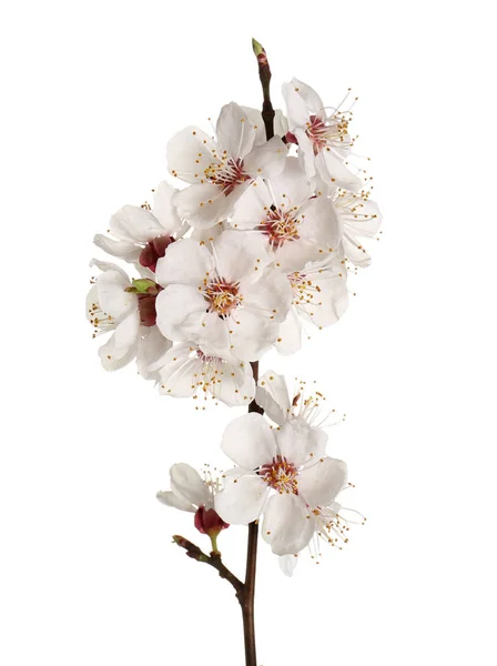 Beautiful blossoming branch on white background — Stock Photo, Image