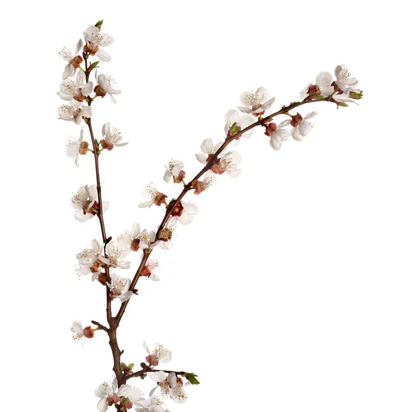 Vacker blommande gren på vit bakgrund — Stockfoto