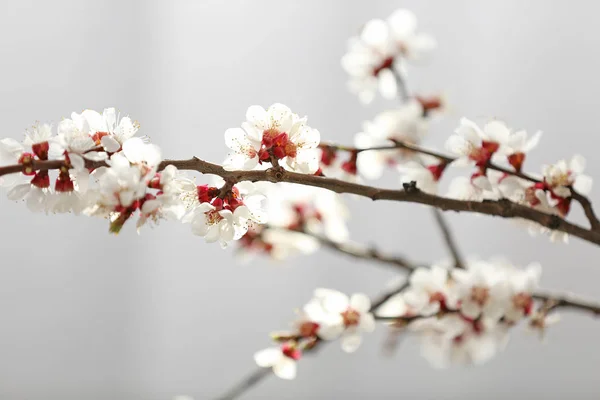 Beautiful blossoming branches on light background — Stock Photo, Image