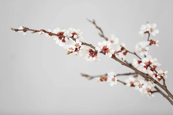 Beautiful blossoming branches on light background — Stock Photo, Image