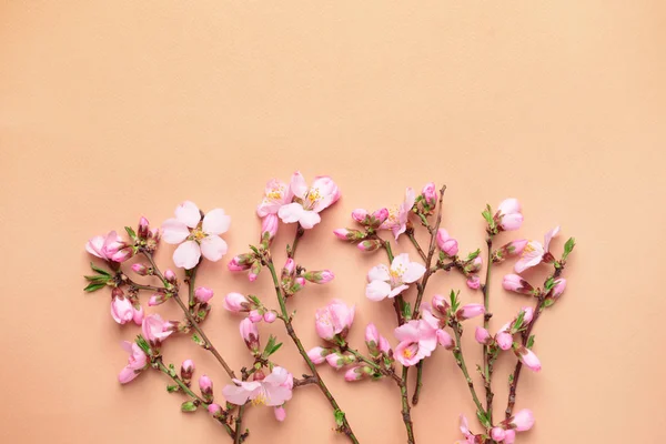Beautiful blossoming branches on color background — Stock Photo, Image