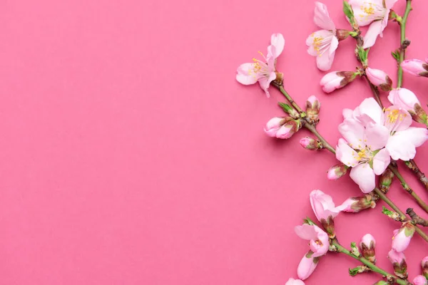 Beautiful blossoming branches on color background — Stock Photo, Image