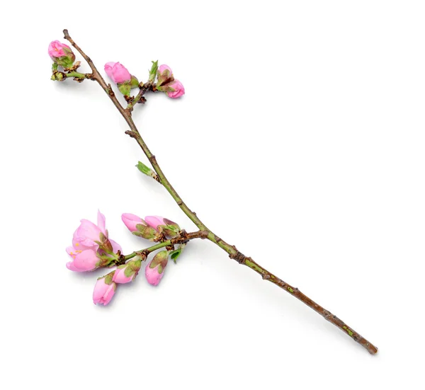 Beautiful blossoming branch on white background — Stock Photo, Image