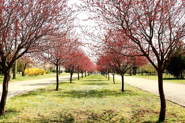 Beautiful blossoming trees in city park — Stock Photo, Image