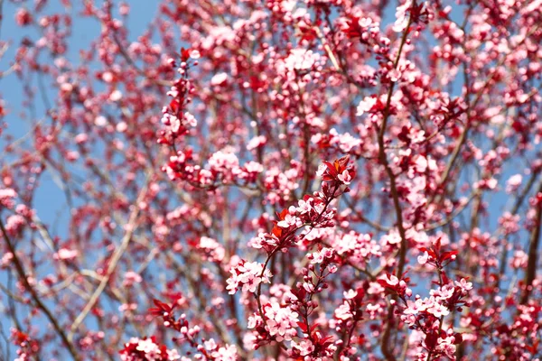 Bela árvore florescente no dia de primavera — Fotografia de Stock