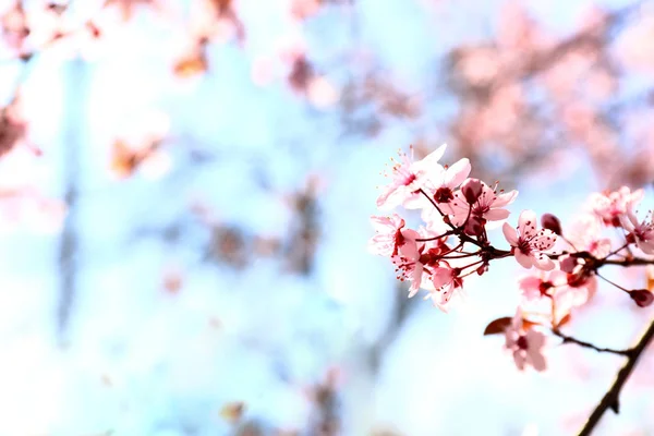 春の日に美しい花の枝 — ストック写真