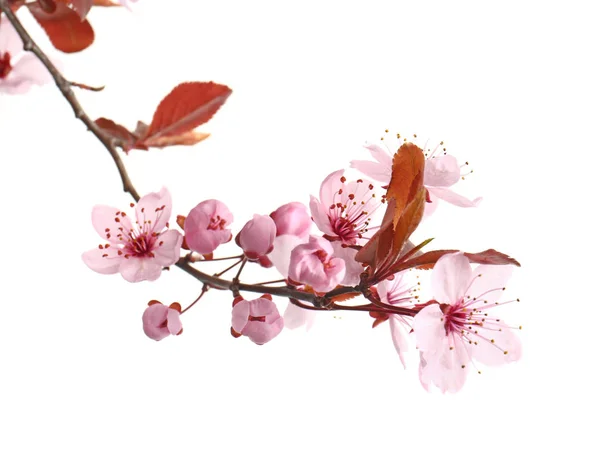 白色背景上美丽的开花枝条 — 图库照片