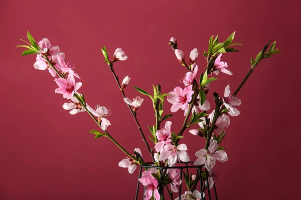 Beautiful blossoming branches on color background — Stock Photo, Image