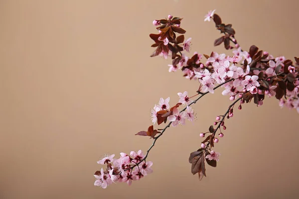 Beautiful blossoming branches on color background — Stock Photo, Image