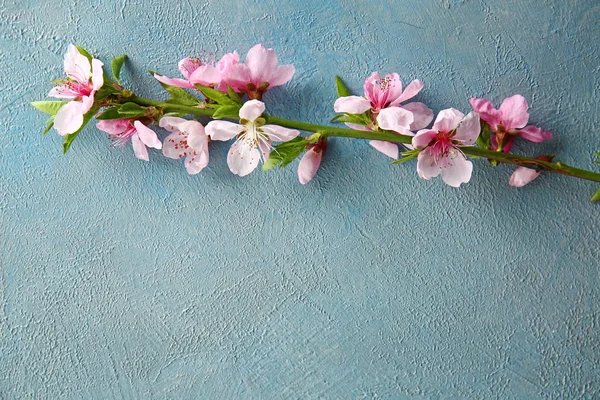 Beautiful blossoming branch on color background — Stock Photo, Image