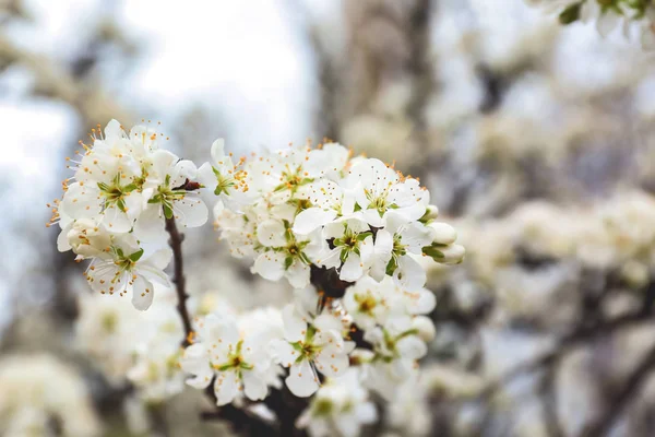 Прекрасна гілка квітучого дерева на відкритому повітрі — стокове фото