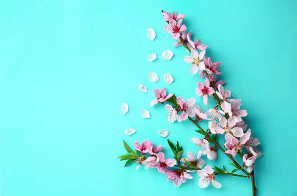 Beautiful blooming branches on color background — Stock Photo, Image