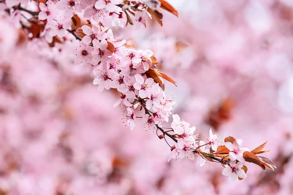 ぼやけた背景に美しい開花枝 — ストック写真